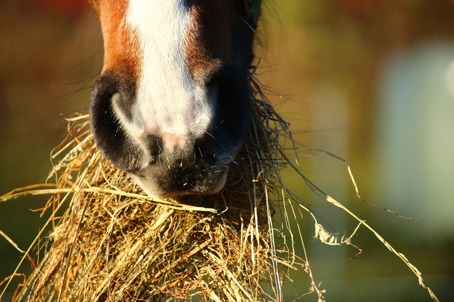 horse-1074867-1920-min.jpg